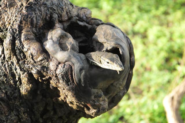 木の穴のいるヘビ