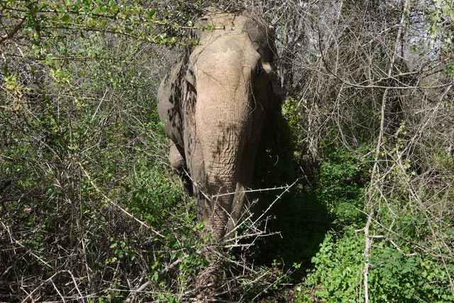 森の中から姿を見せたスリランカ・ゾウ