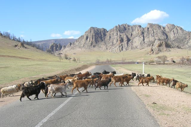 家畜たちが道路を横断