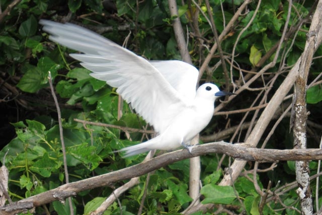 白く美しい羽の「フェアリーターン」