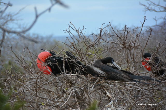 ノース・セイモア島で見られる珍しい鳥グンカンドリ