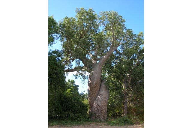 愛し合うバオバブの木