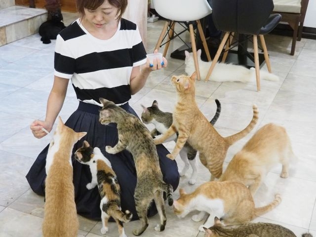 猫スタッフたちは全部で16匹