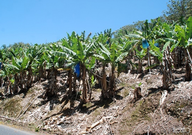 バナナ農園