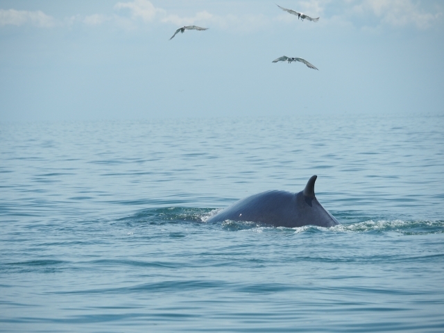 7〜12月限定でタイ湾にクジラがやってきます