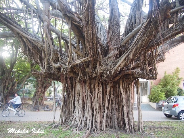 校内のガジュマルの木の根