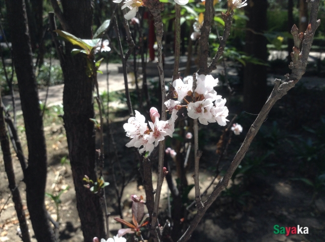 「日本の春」と言ったら、やっぱり桜！