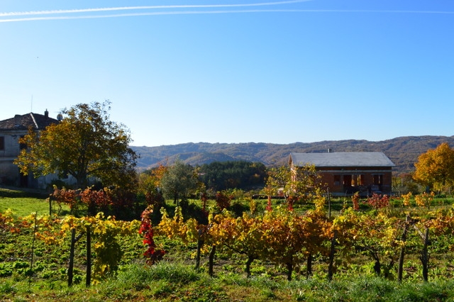 町の周辺にはワイン畑が広がります